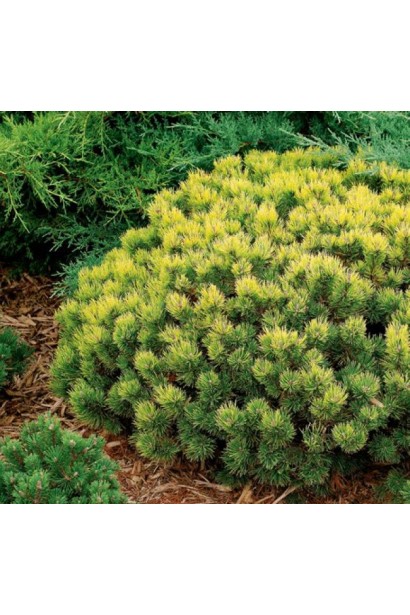 Яскрава сосна Офір для альпійських садів.