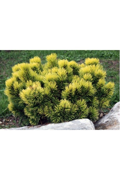 Компактна сосна Офір із насиченим забарвленням.