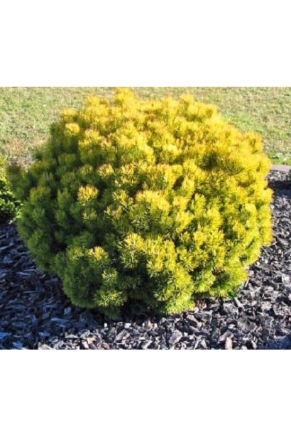 Сосна гірська Офір із золотавою хвоєю.