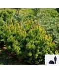 Сосна гірська Офір | Сосна горная Офир | Pinus mugo Ophir