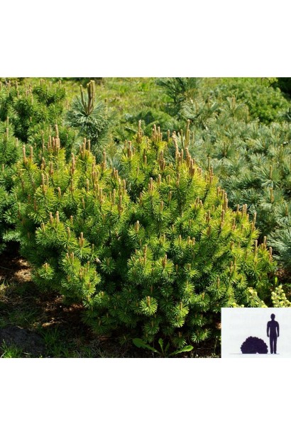 Яскравий хвойний акцент – сосна гірська Офір.