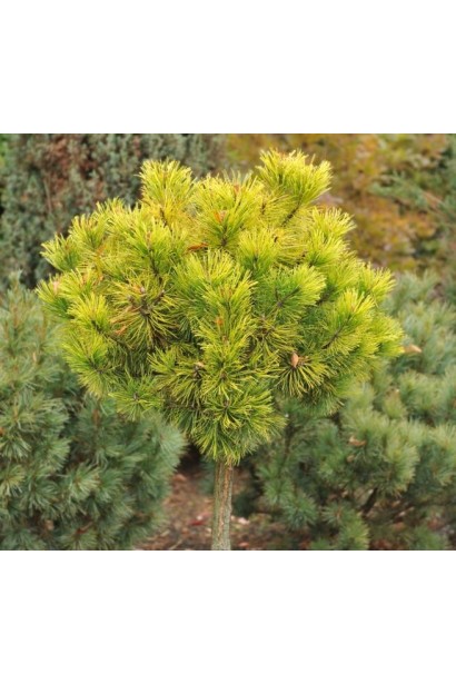 Декоративна сосна Офір з унікальним забарвленням.