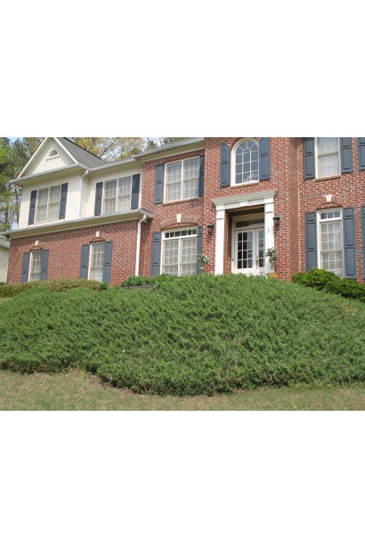 Ялівець береговий Емеральд Сіа в ландшафтному дизайні