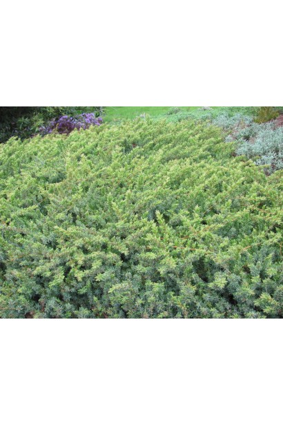 Ялівець береговий Емеральд Сіа - сланкий зелений килим