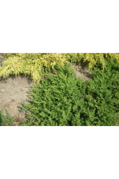 Juniperus conferta Emerald Sea