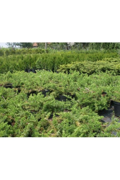 Ялівець Емеральд Сіа - саджанці в садовому центрі