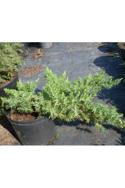 Ялівець береговий Емеральд Сіа в контейнері