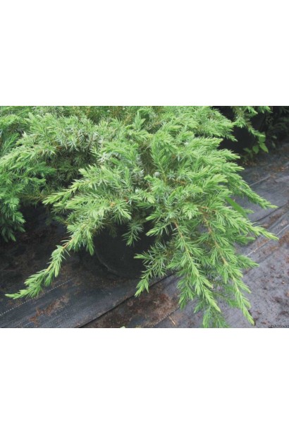 Ялівець береговий Емеральд Сіа