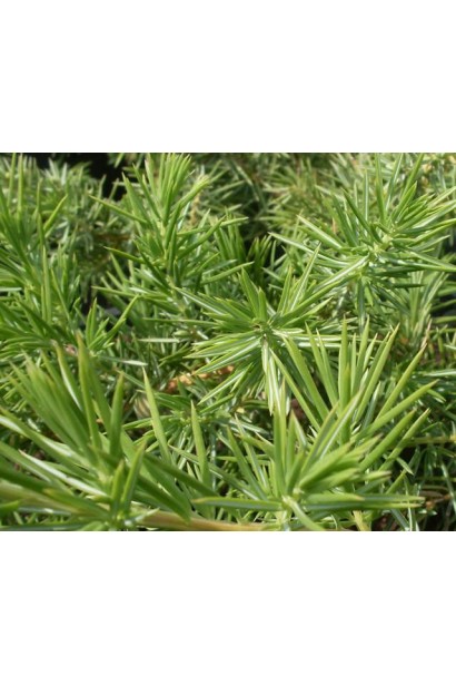 Ялівець Емеральд Сіа - колюча хвоя зеленого кольору з блакитним відтінком