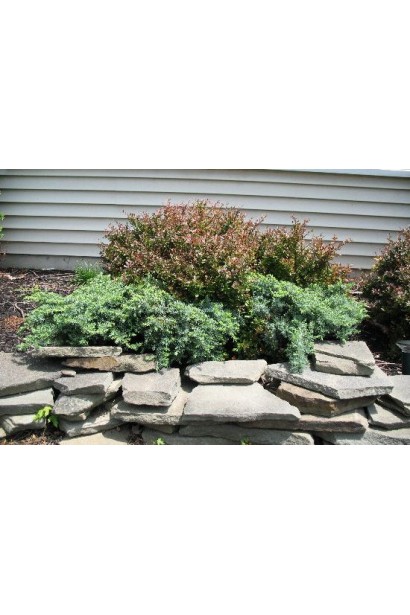 Можжевельник береговой Сильвер Мост в ландшафте