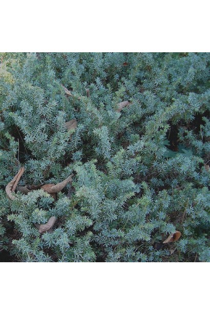 Можжевельник почвопокровный Сильвер Мост