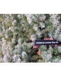 Ялівець береговий Сільвер Міст | Можжевельник прибрежный Сильвер Мист | Juniperus conferta Silver Mist