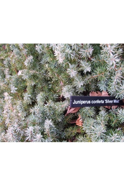 Juniperus conferta Silver Mist