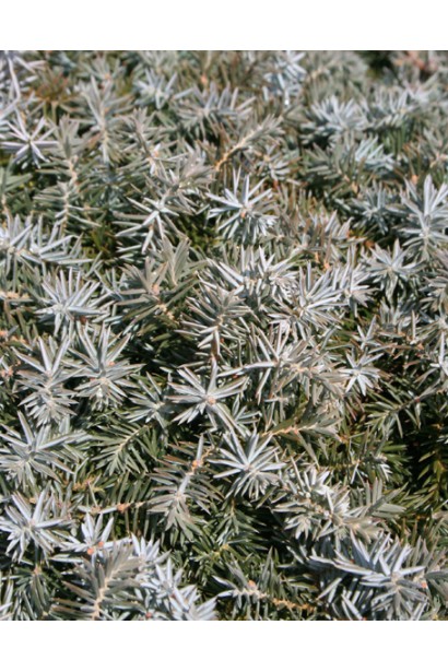Можжевельник Сильвер Мост с серебристо-голубой хвоей