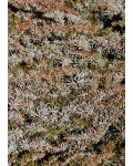 Ялівець береговий Сільвер Міст | Можжевельник прибрежный Сильвер Мист | Juniperus conferta Silver Mist