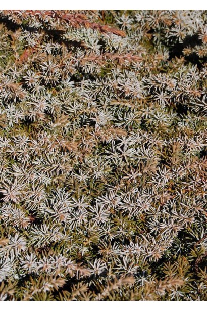 Можжевельник береговой Silver Mist