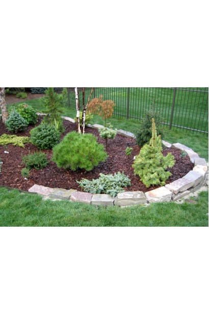 Можжевельник береговой Сильвер Мост в миксбордере на клумбе