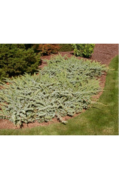Можжевельник голубой Сильвер Мост