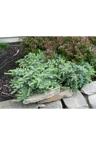 Можжевельник прибрежный Сильвер Мист