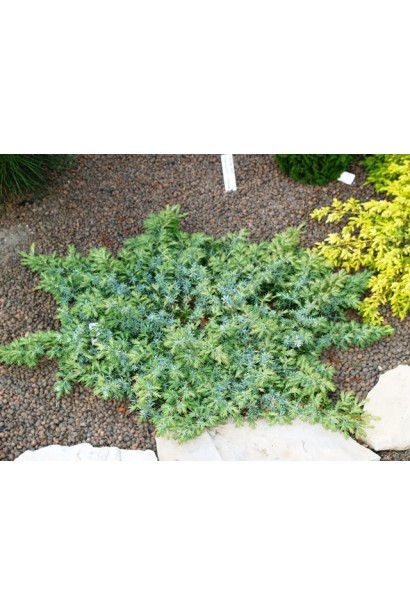 Можжевельник береговой Сильвер Мост - стелющийся хвойный куст
