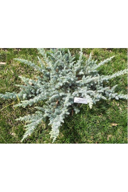 Можжевельник прибрежный Сильвер Мост