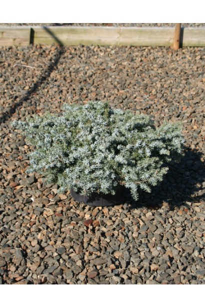 Можжевельник Сильвер Мост - саженец в контейнере