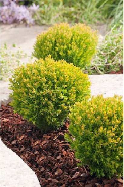 Компактний кущ туї Анніэк® у ландшафтному дизайні.