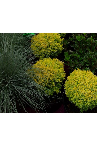 Thuja occidentalis Anniek ®