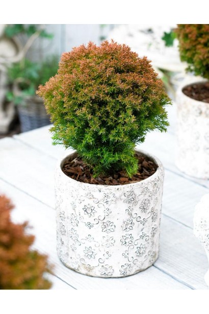 Мініатюрна туя Анніэк в горщику