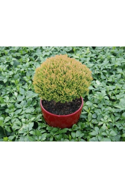 Туя західна Анніэк