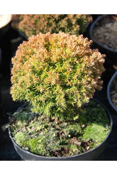 Туя Анніэк® для створення зелених композицій.