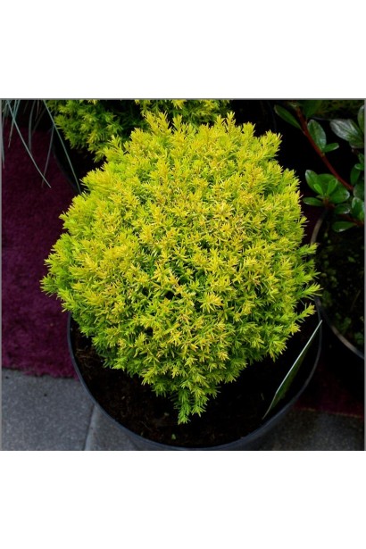 Туя Анніэк® з яскраво-зеленою кулястою формою.