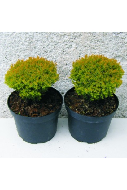 Саджанеці туї Анніэк в контейнері