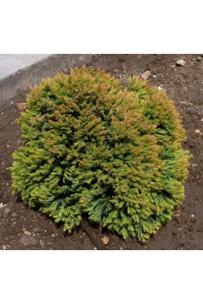 Яскраво-зелена хвоя туї Анніэк® у будь-якому сезоні.