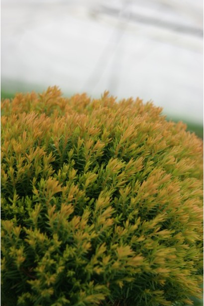 Туя Анніэк - хвоя