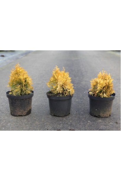 Туя західна Янтар в контейнері