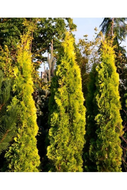 Карликова туя Янтар ® для живоплотів і садових кордонів.