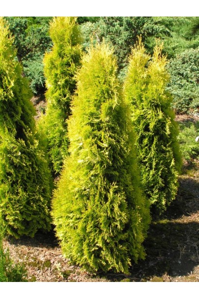Thuja occidentalis Jantar
