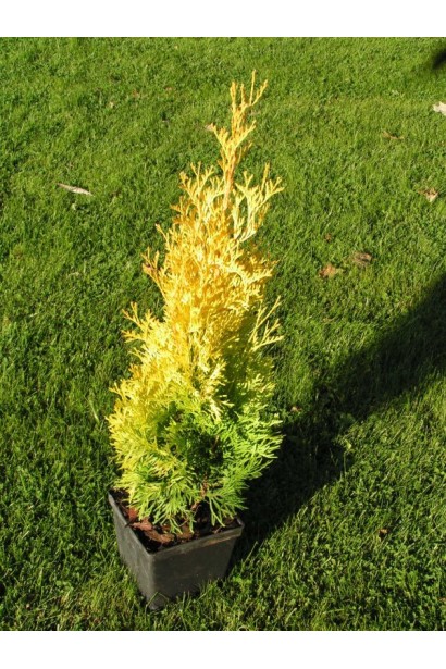  Туя Янтар/ Jantar