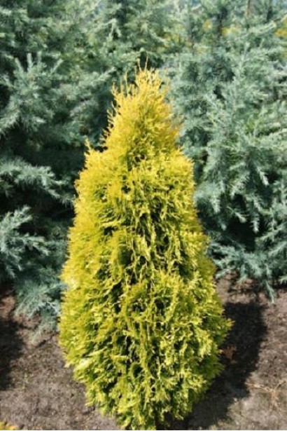 Туя Янтар ® із яскраво-жовтою хвоєю в різні сезони.