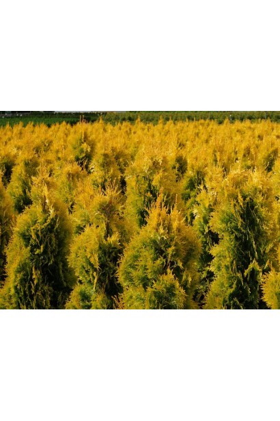 Thuja occidentalis Jantar