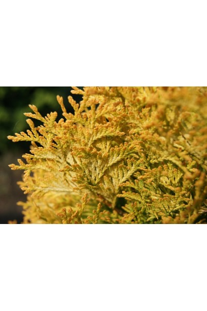 Сорт туї Янтар із яскравим кольором хвої в осінній період.