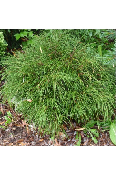 Компактна туя Віпкорд із довгими ниткоподібними гілками.