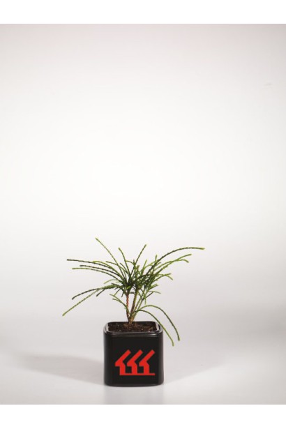 Thuja plicata Whipcord