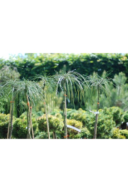 Thuja plicata Whipcord