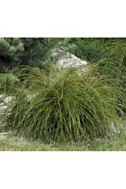 Декоративна кущова туя Віпкорд із м’якою хвоєю.