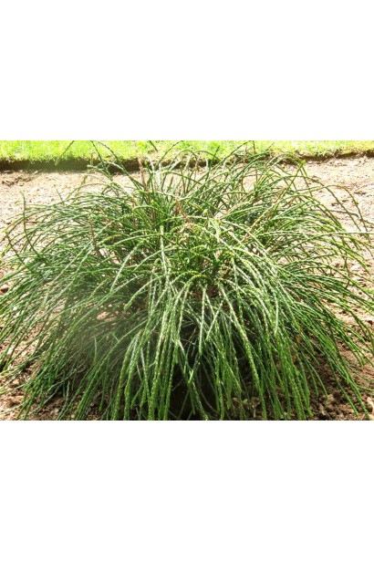 Вічнозелений акцент для декоративних композицій – туя Віпкорд.