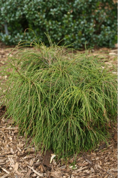 Сорт Віпкорд – ідеальний вибір для альпінаріїв.