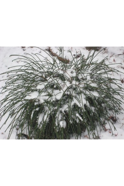 Туя складчаста Віпкорд взимку