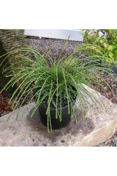 Кущ туї Віпкорд для контейнерного озеленення.